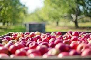 חומץ תפוחים: כל היתרונות והשימושים האפשריים למשפחה